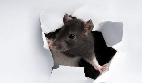 Mice, Rats and Rodent Infestation. Don’t DIY. Get Professional Help