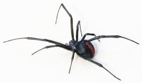 These Spiders Can Make You Very Sick!