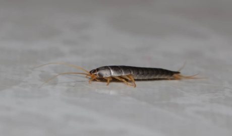 silverfish