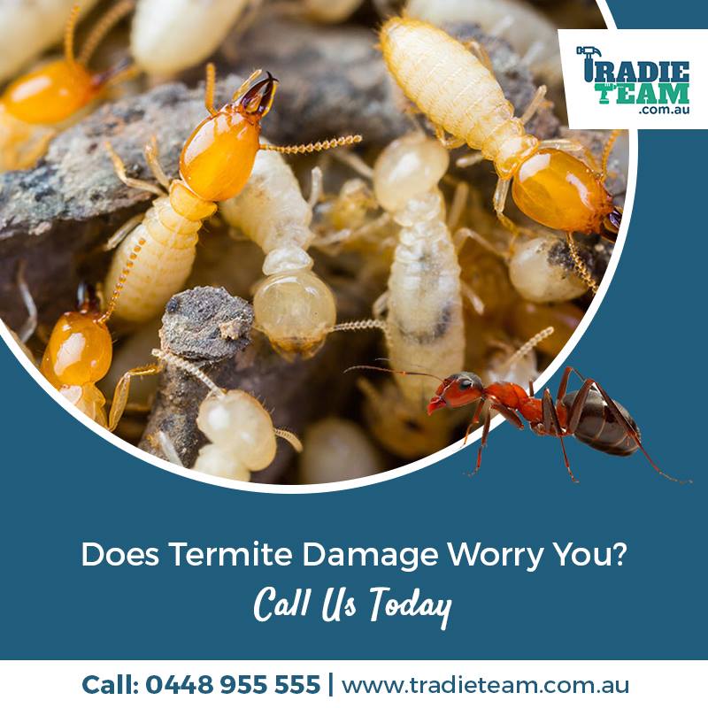 Where Are Termites Found To Be Most Active In Australia