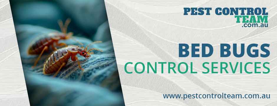 bed bug control services