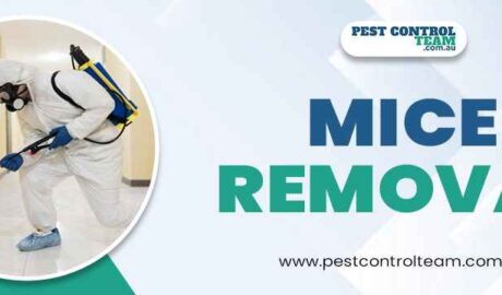 Mice Removal