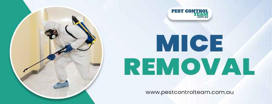 Mice Removal