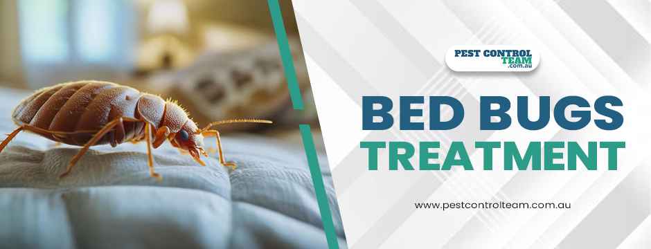 bed bugs treatment 