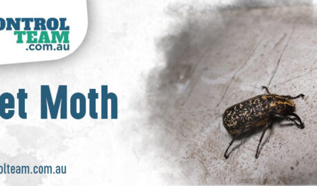 Carpet Moth