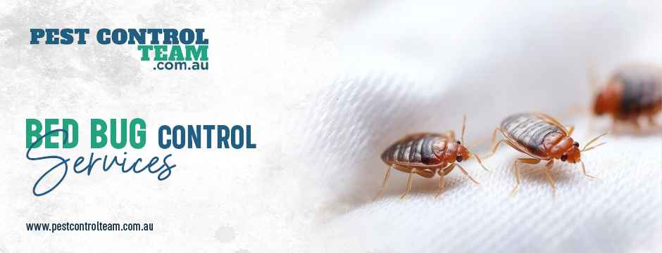 bed bug control services